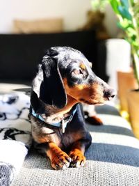 Close-up of a dog looking away at home