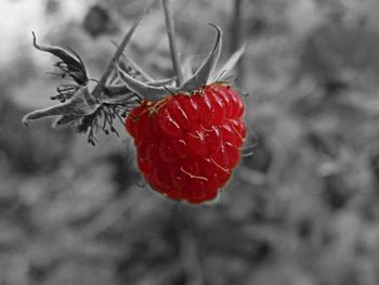 Close-up of strawberry on plant