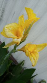 Close-up of yellow day lily