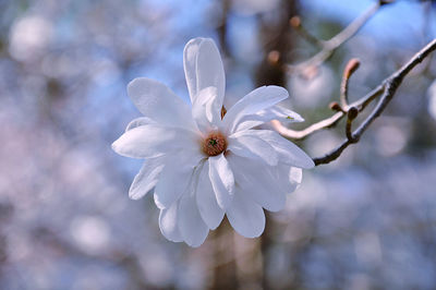 Close-up of white star magnolia blossom