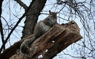 Low angle view of cat sitting on tree trunk