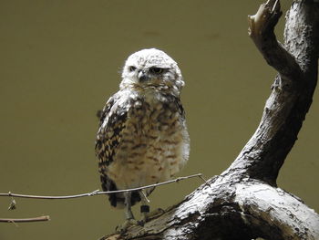 Close-up of owl perching on tree trunk at zurich zoologischer garden