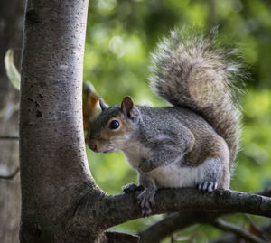Close-up side view of squirrel on branch