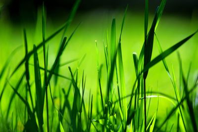 Close-up of grass growing on field