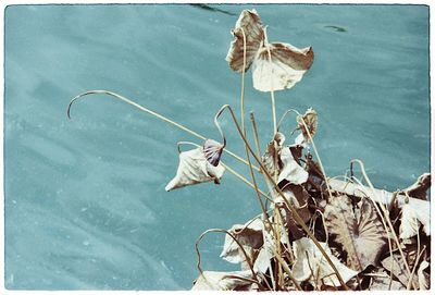 Close-up of wilted flowers by lake