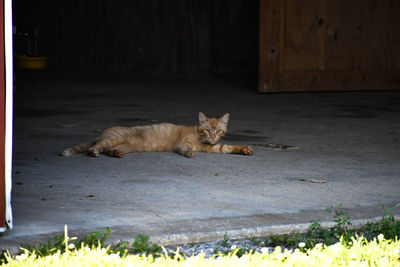 Cat resting on a field