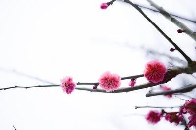 Close-up of pink flowers on twig