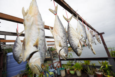Low angle view of fish hanging on clothesline against sky