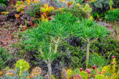 High angle view of flowering plants on land