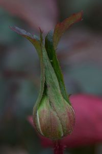 Close-up of dry plant