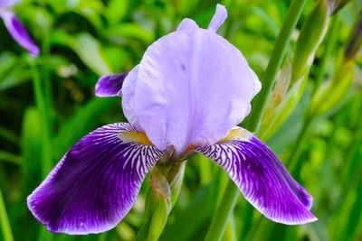 Close-up of purple flower blooming outdoors