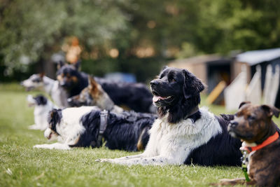 Group of dogs during training. pets learning waiting in row.  selective focus on czech mountain dog.