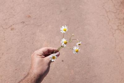 Close-up of a daisy flower