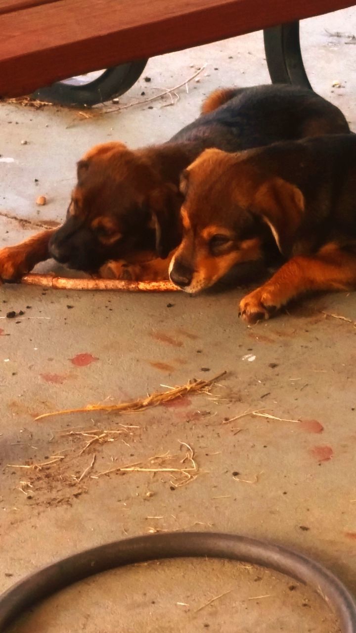 DOGS RELAXING ON CARPET