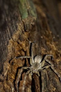 Close-up of spider on tree trunk