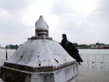 Pigeon perching on a rock