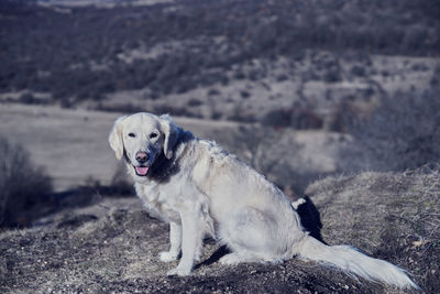 Dog on dirt road