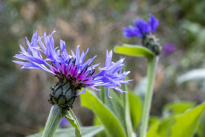 Close-up of purple flowering plant