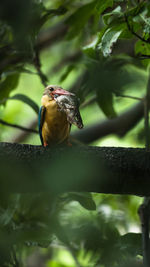 Low angle view of bird with fish in beak perching on branch