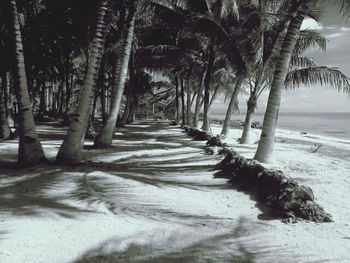 Palm trees on beach