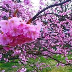 Close-up of pink flowers