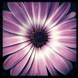 Full frame shot of white flower