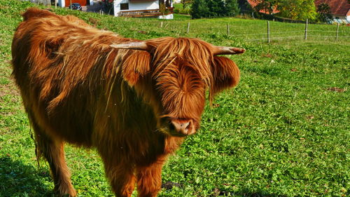 Cow standing in a field