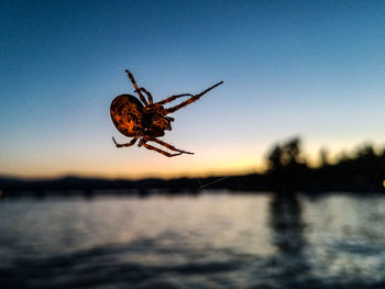 Close-up of spider against sky at sunset