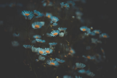 Close-up of flowers against blurred background