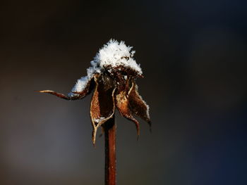 Close-up of wilted plant during winter