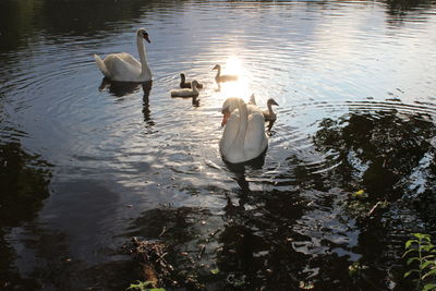 Swans swimming in lake