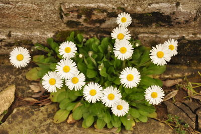 Close-up of white daisy blooming outdoors