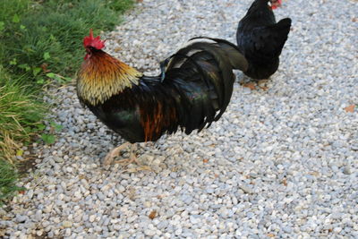 Close-up of rooster