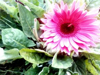 Close-up of pink flower blooming outdoors