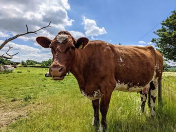 Cows on field against sky