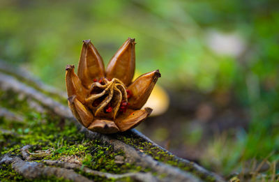 Close-up of flower on plant