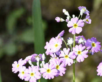 Close-up of purple flowering plants