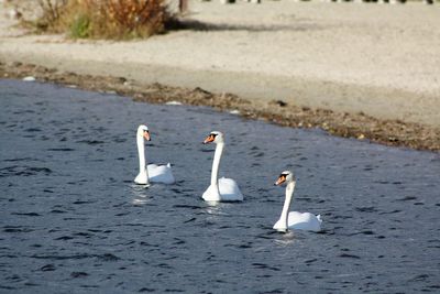 Swans swimming in lake