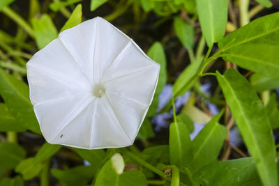 Close-up of white flowering plant