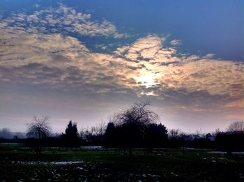 Trees against sky during sunset