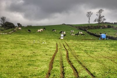 Cows grazing on field against sky