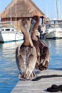 View of birds on shore