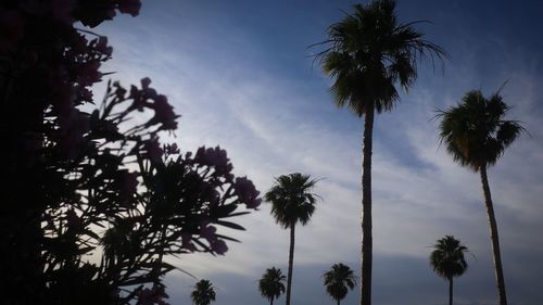 Low angle view of palm trees against sky