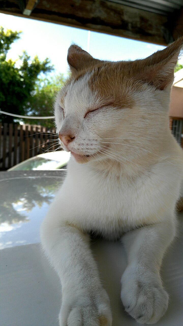 CLOSE-UP OF CAT SITTING ON SOFA