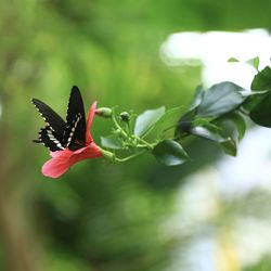 Close-up of butterfly pollinating on flower