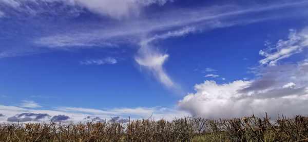 Low angle view of trees on field against sky