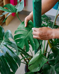 Wiping the dust from houseplant leaves, taking care of plant monstera. home gardening.