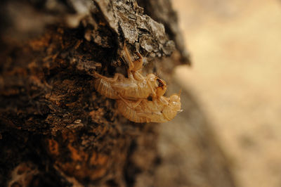 Close-up of insects on tree