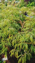 Close-up of fresh green plants