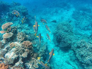 School of fish swimming in sea